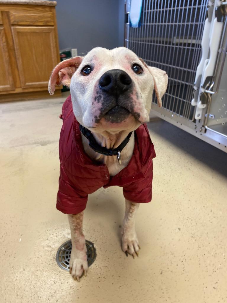 Polly Pocket, Adoptable, Adult Female Pit Bull Terrier.