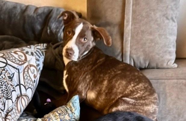 Harper, Adoptable, Puppy Female Mixed Breed.