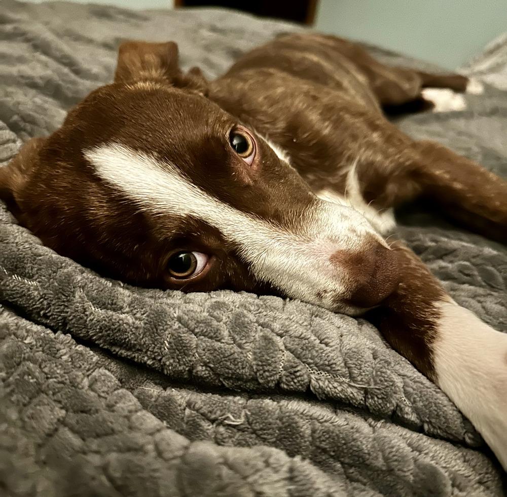 Enlarge Harper, a Adoptable mixed breed in Appleton, WI image 2/6