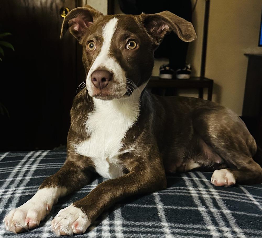 Enlarge Harper, a Adoptable mixed breed in Appleton, WI image 6/6