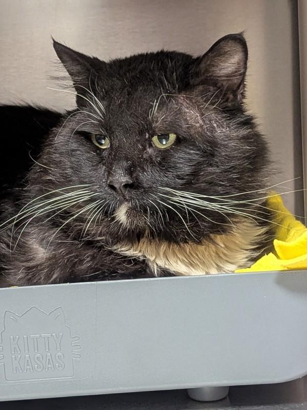Andre The Giant, Adoptable, Adult Male Domestic Medium Hair.