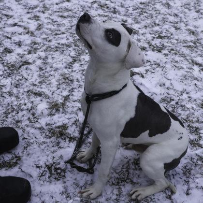 Mr. Squishy Pants, Adoptable, Adult Male Pit Bull Terrier & Mixed Breed.