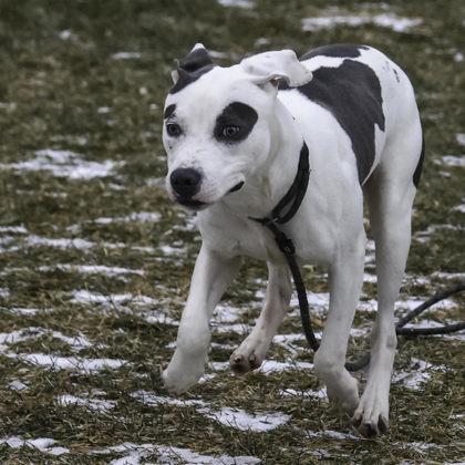 Enlarge Mr. Squishy Pants, a Adoptable mixed breed in Madison, WI image 2/3