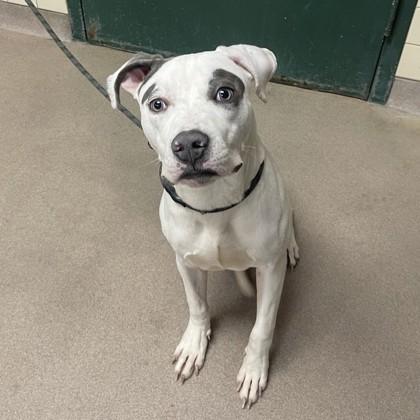 Enlarge Mr. Squishy Pants, a Adoptable mixed breed in Madison, WI image 3/3