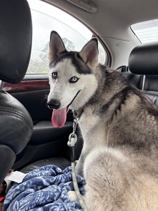 Venus Sky with the Pretty Eyes — thumbnail 5