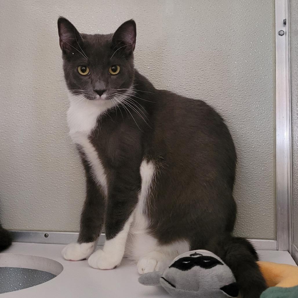 Enlarge Peppino, a Adoptable mixed breed in Chesapeake, VA image 1/1