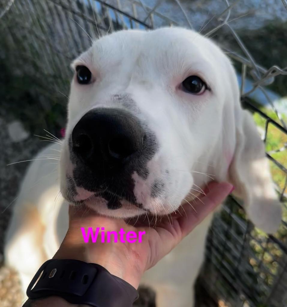 Winter, Adoptable, Young Female Labrador Retriever & Terrier.