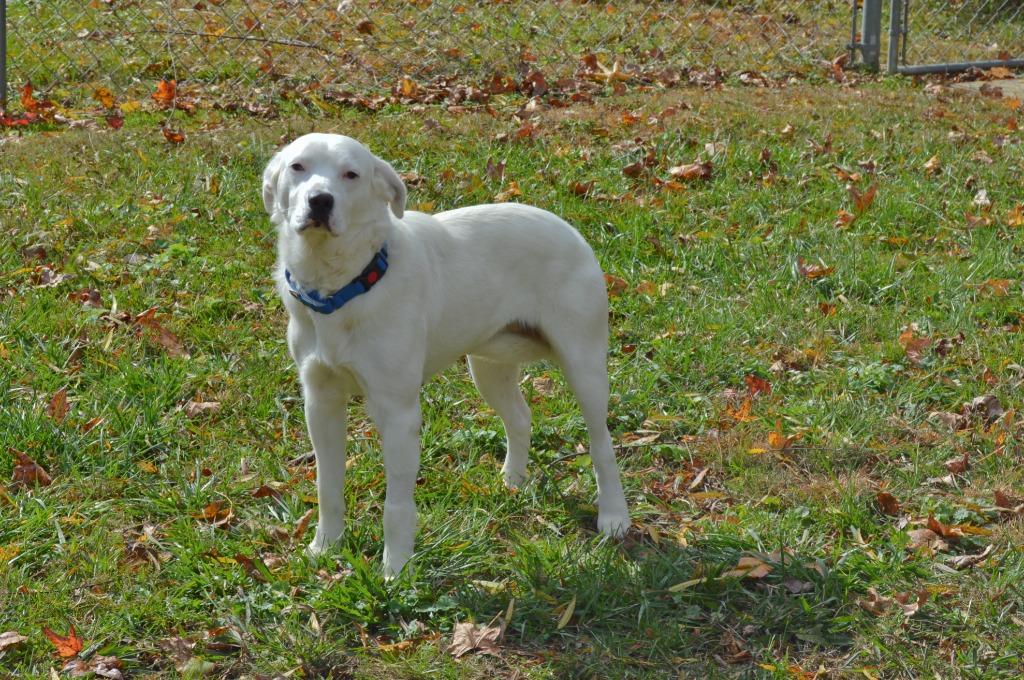Winter, a Adoptable mixed breed in Camden, TN image 2/3