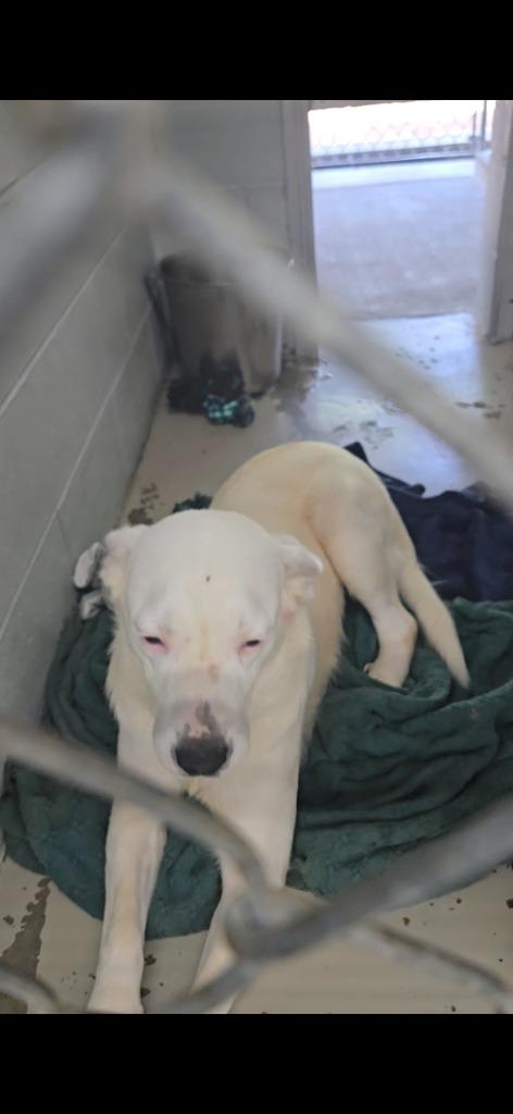 Winter, a Adoptable mixed breed in Camden, TN image 3/3