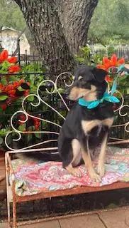 Enlarge Mart, a ADOPTABLE mixed breed in Dallas, TX image 1/3