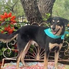 Enlarge Mart, a ADOPTABLE mixed breed in Dallas, TX image 3/3