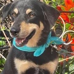 Enlarge Mart, a ADOPTABLE mixed breed in Dallas, TX image 2/3