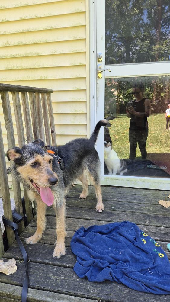 Enlarge Teddy, a Adoptable mixed breed in Mansfield, OH image 1/2