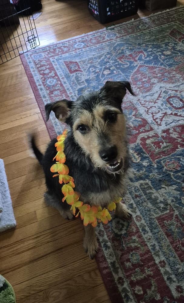 Enlarge Teddy, a Adoptable mixed breed in Mansfield, OH image 2/2