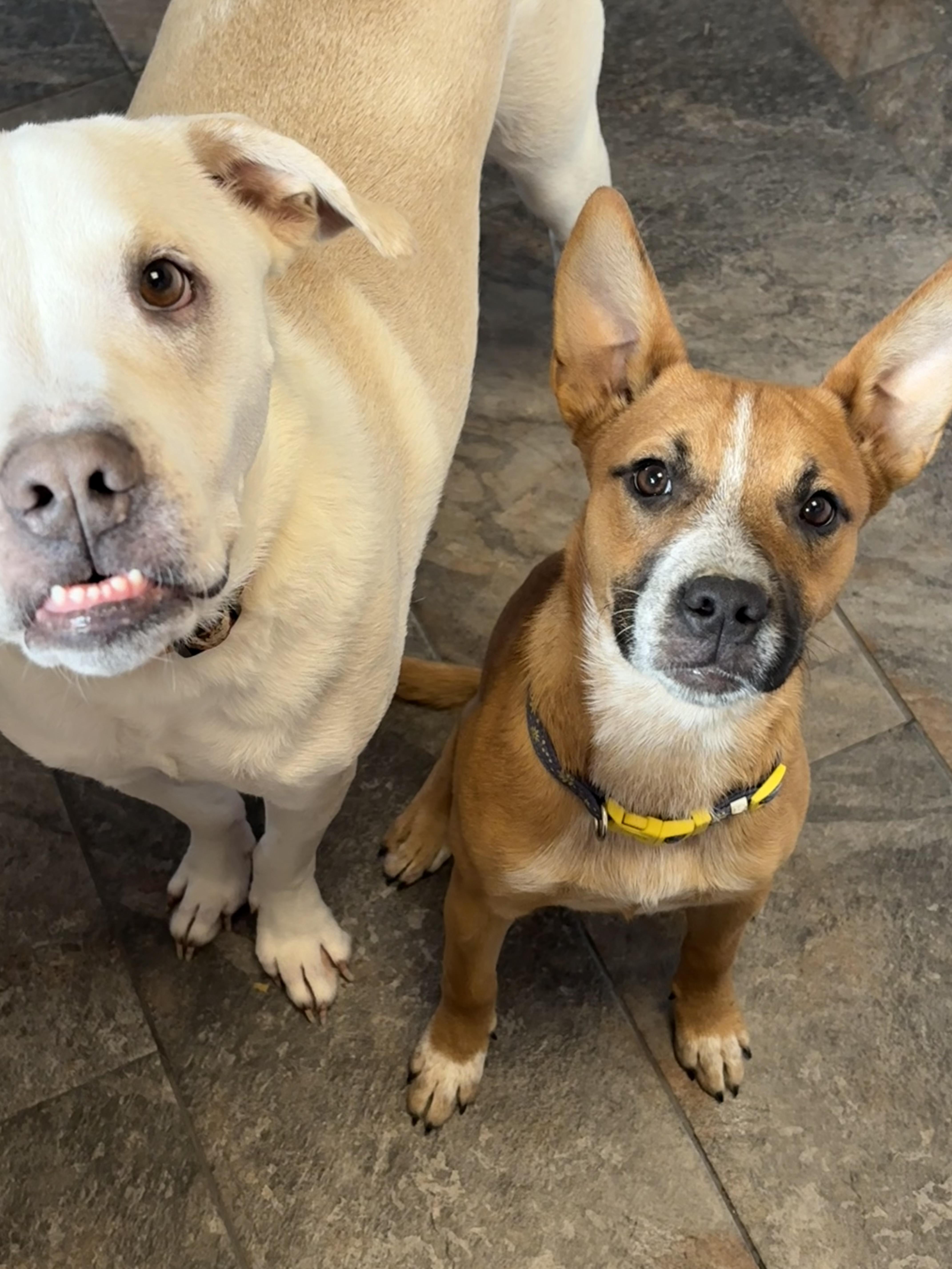 Quincy, a Adoptable mixed breed in Hillsdale, NY image 3/6