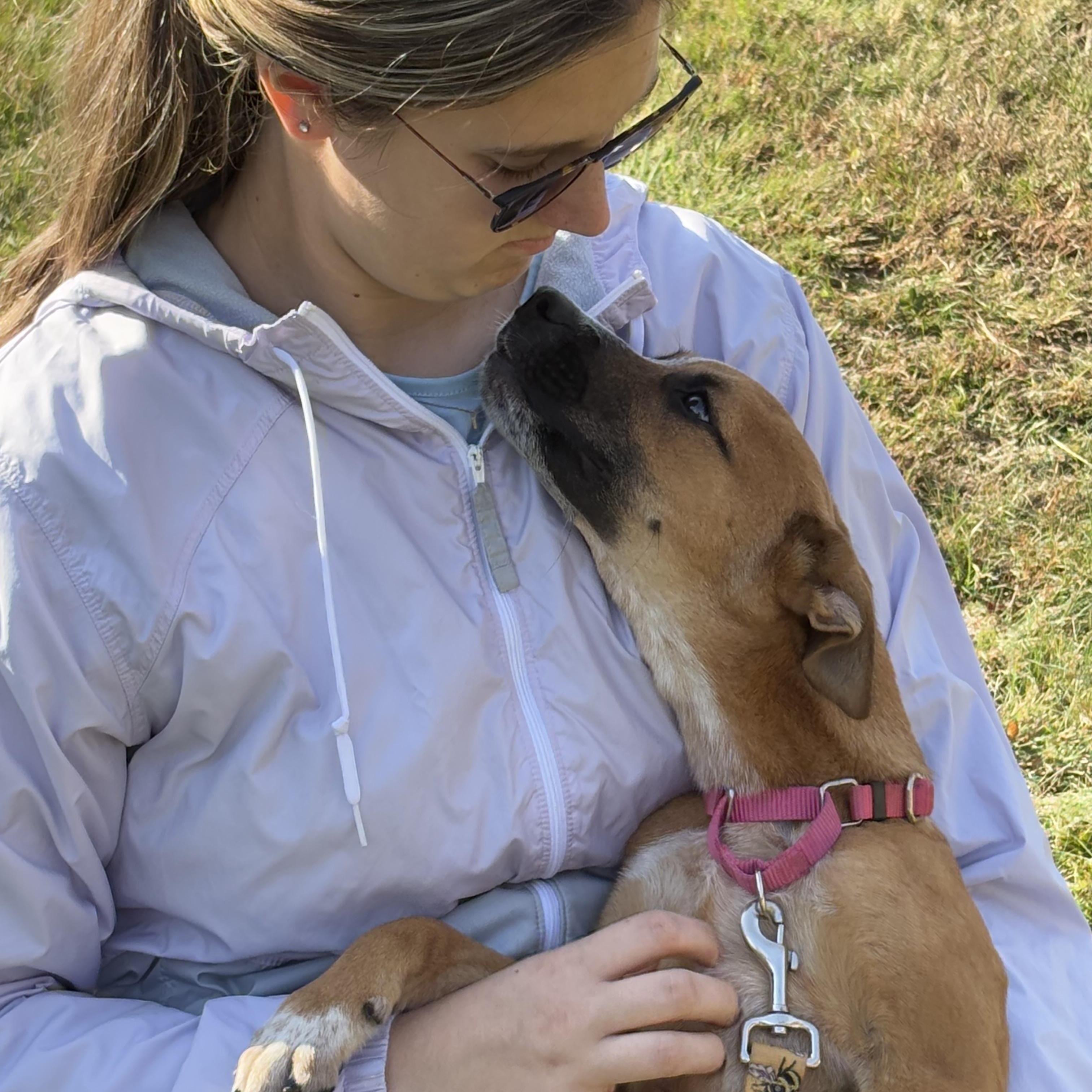 Quincy, a Adoptable mixed breed in Hillsdale, NY image 6/6