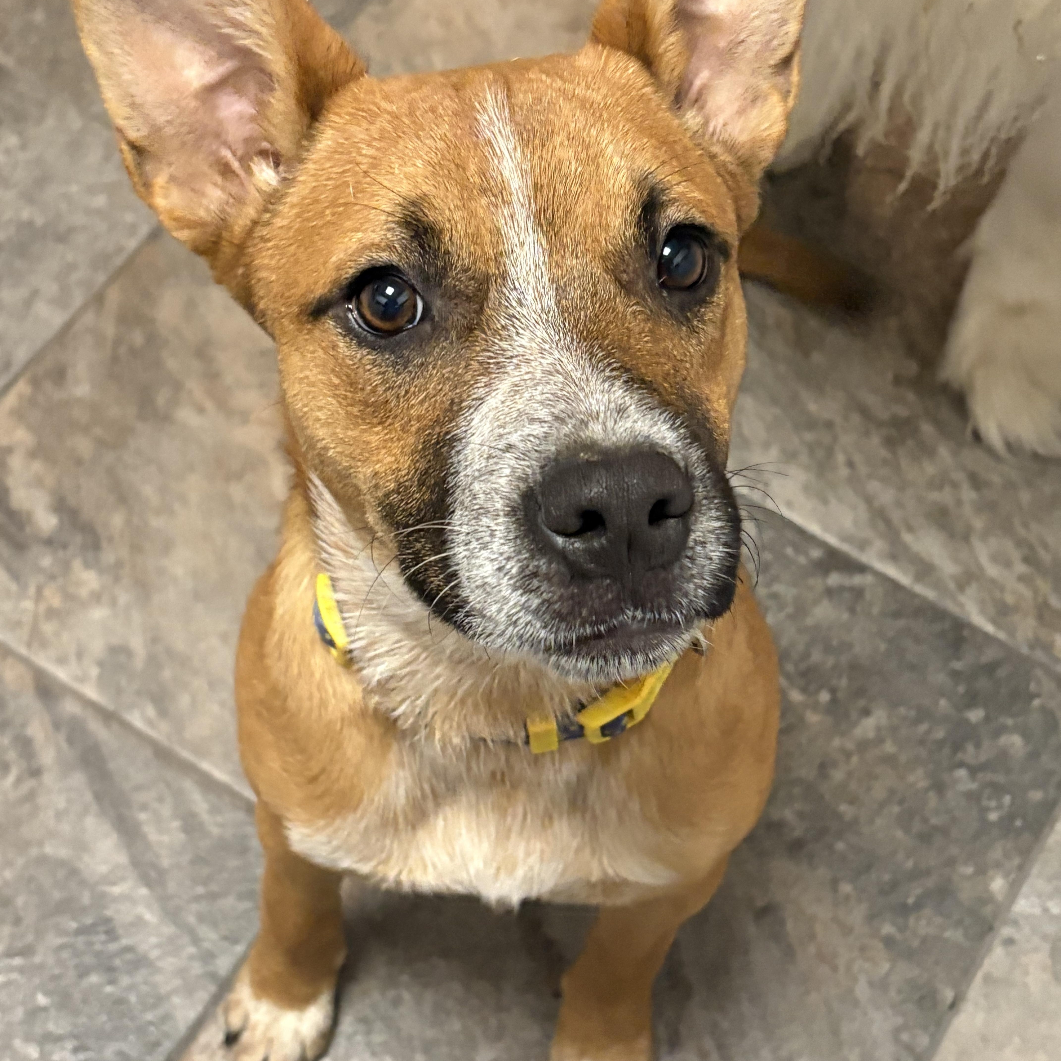 Quincy, a Adoptable mixed breed in Hillsdale, NY image 4/6