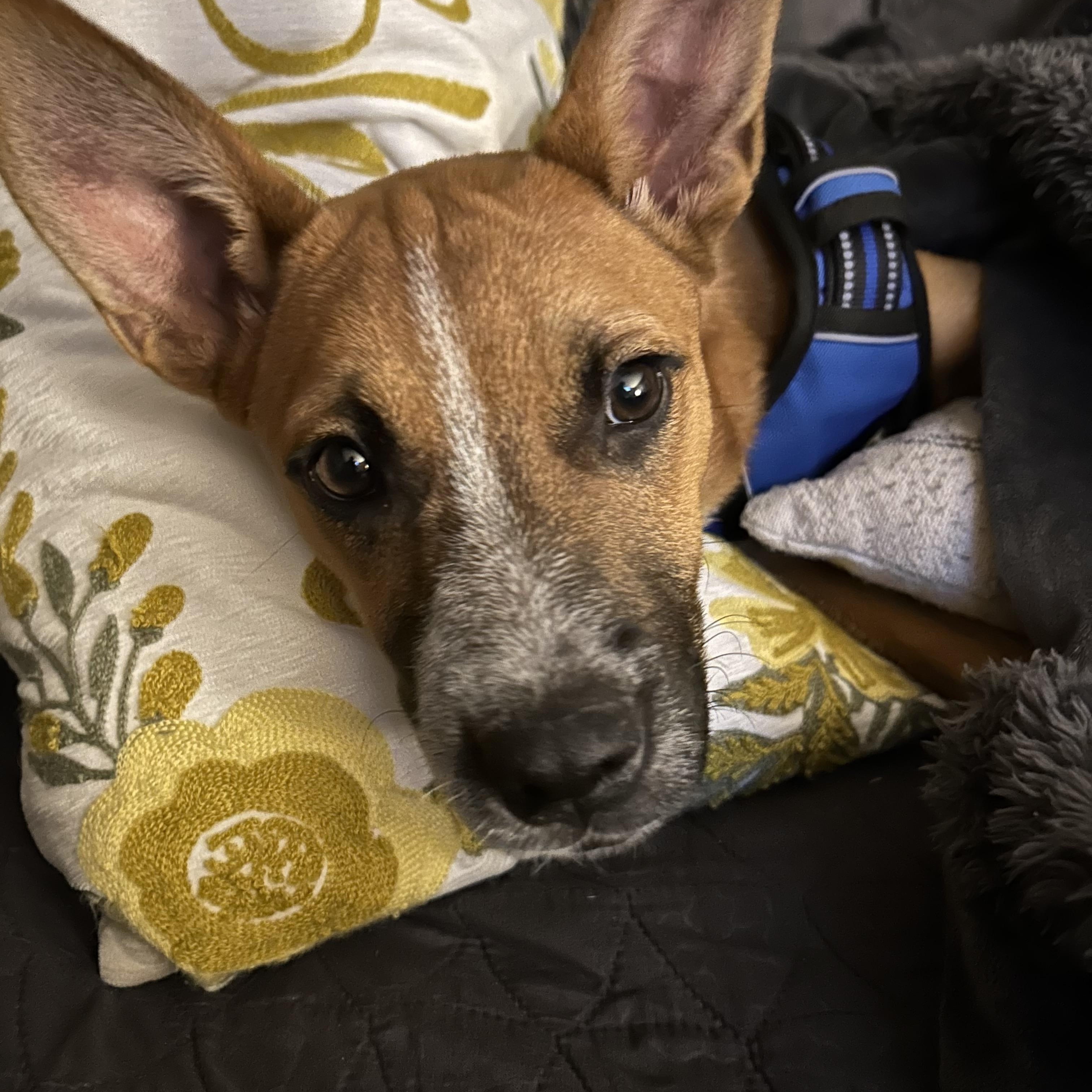 Quincy, a Adoptable mixed breed in Hillsdale, NY image 5/6