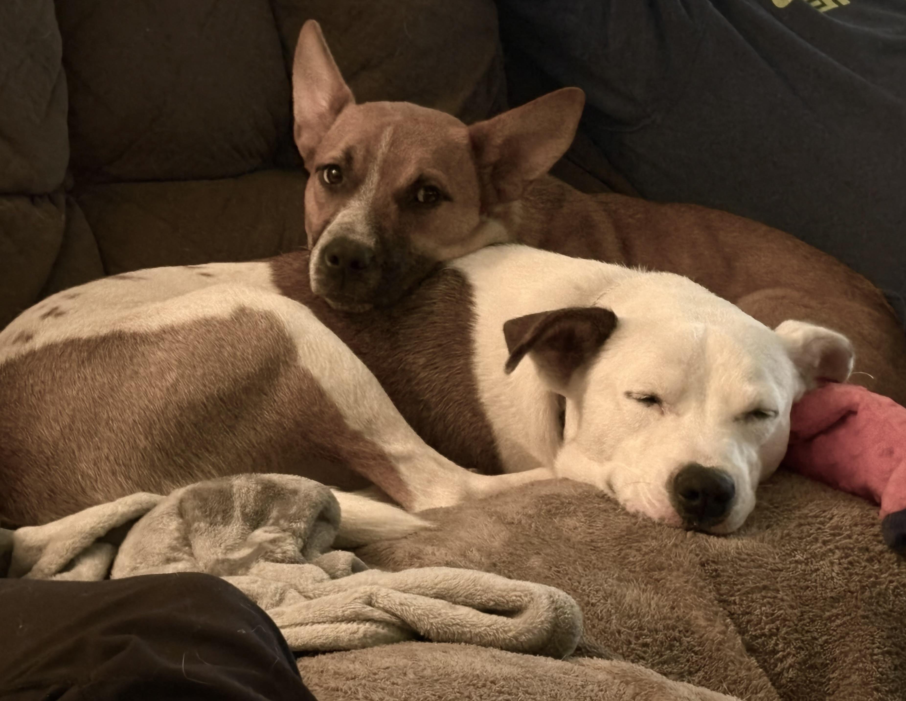 Quincy, Adoptable, Puppy Female Shepherd & Black Mouth Cur.