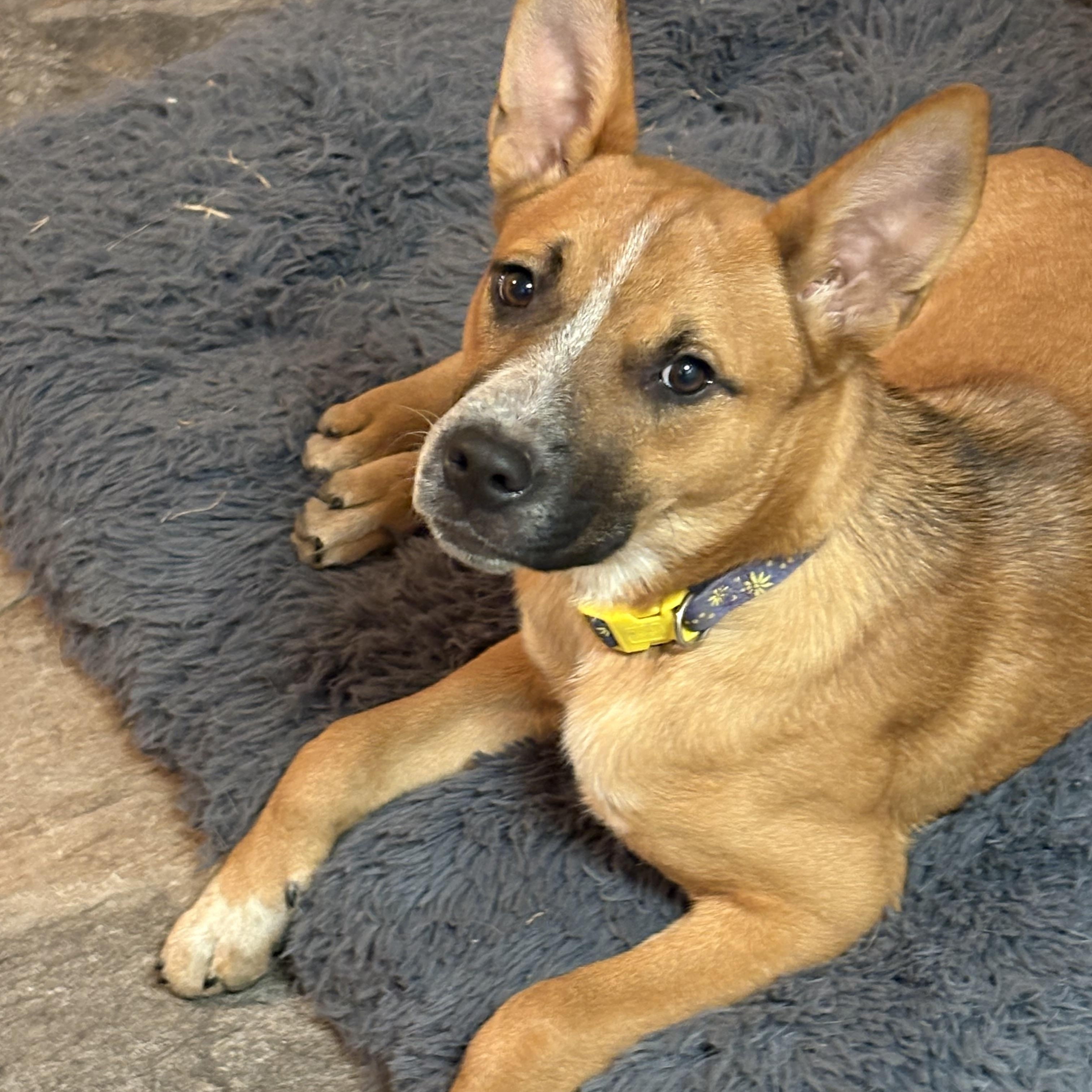 Quincy, a Adoptable mixed breed in Hillsdale, NY image 2/6