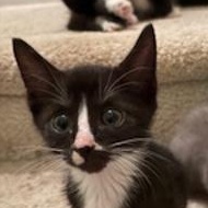 Half Stache, Adoptable, Kitten Male Domestic Short Hair.