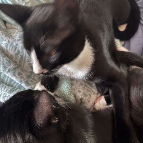 Enlarge Half Stache, a Adoptable Domestic Short Hair in Denver, NC image 4/4