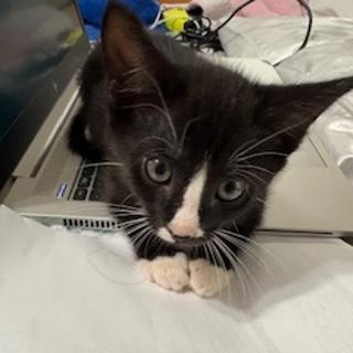 Enlarge Half Stache, a Adoptable Domestic Short Hair in Denver, NC image 2/4