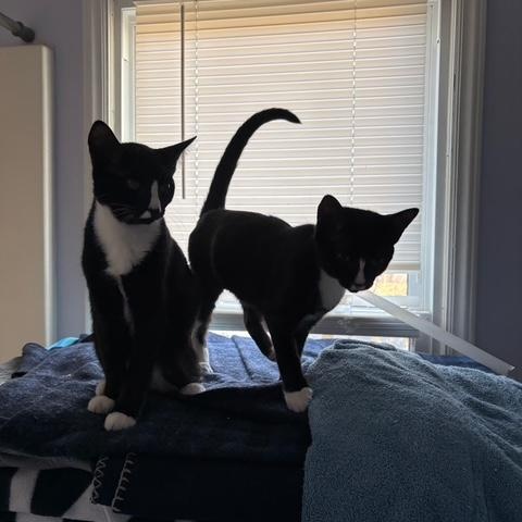 Enlarge Half Stache, a Adoptable Domestic Short Hair in Denver, NC image 3/4