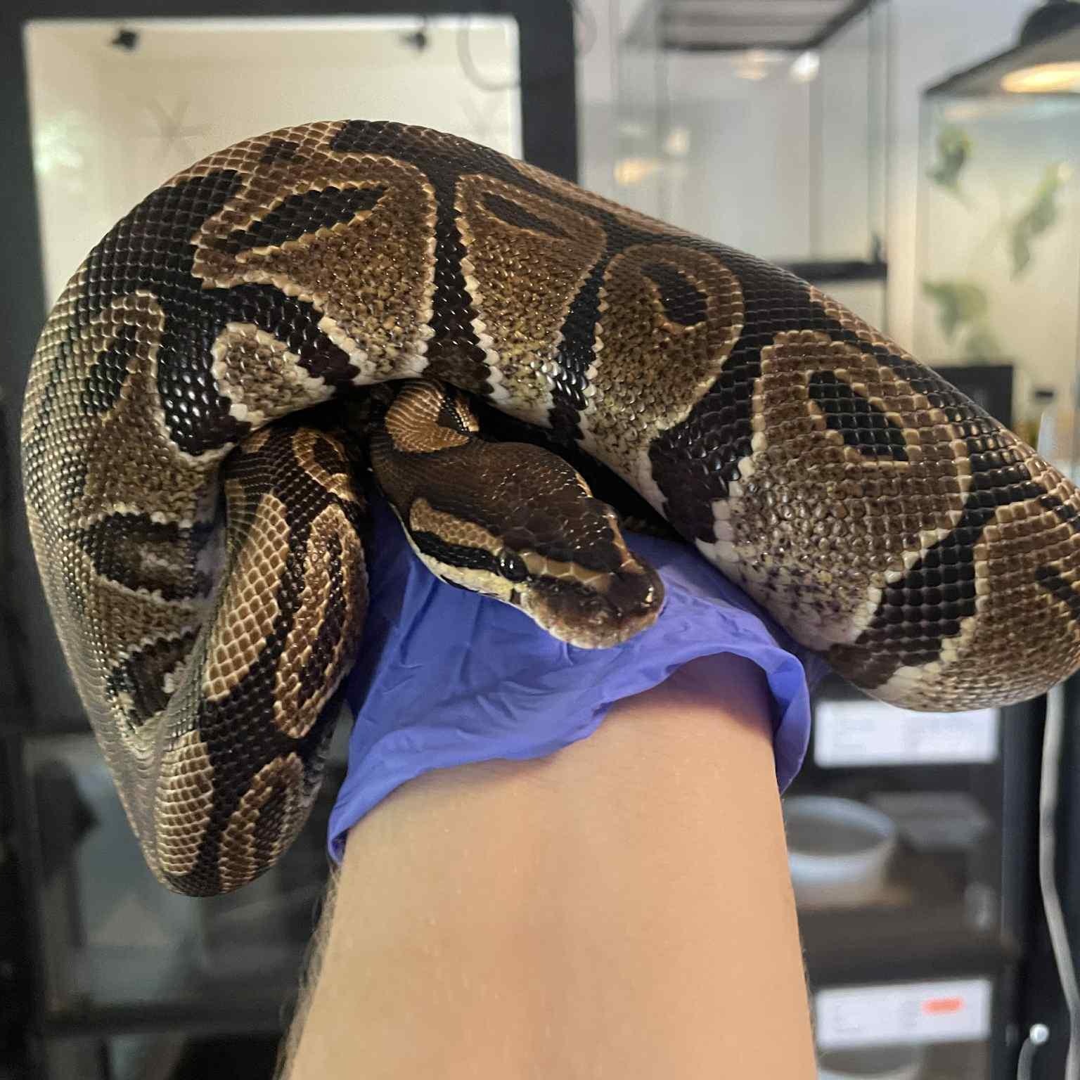 Enlarge Pigeon, an adopted Ball Python in Durham, NC image 1/1
