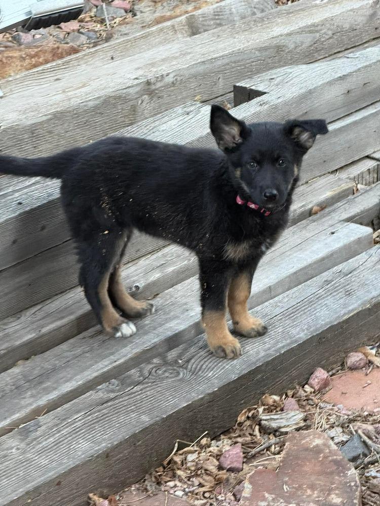Enlarge Peeps, a Adoptable mixed breed in Parker, CO image 2/6