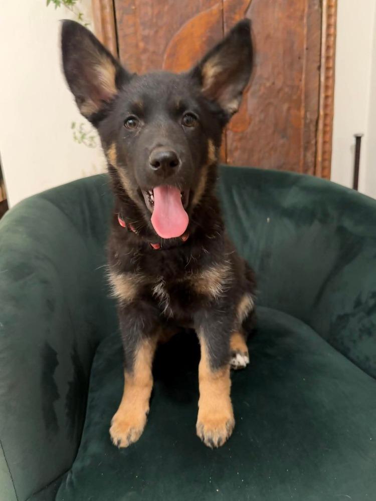 Enlarge Peeps, a Adoptable mixed breed in Parker, CO image 3/6