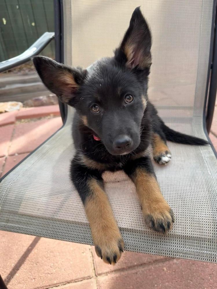 Enlarge Peeps, a Adoptable mixed breed in Parker, CO image 4/6