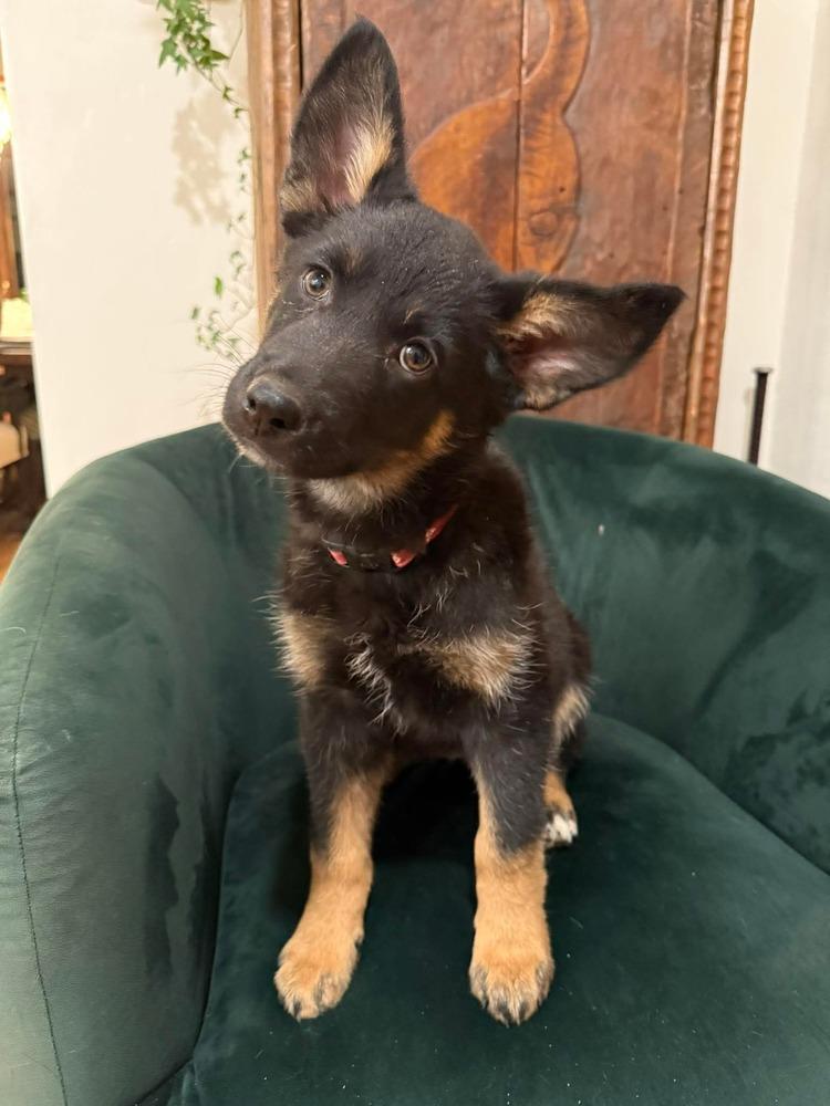 Enlarge Peeps, a Adoptable mixed breed in Parker, CO image 5/6