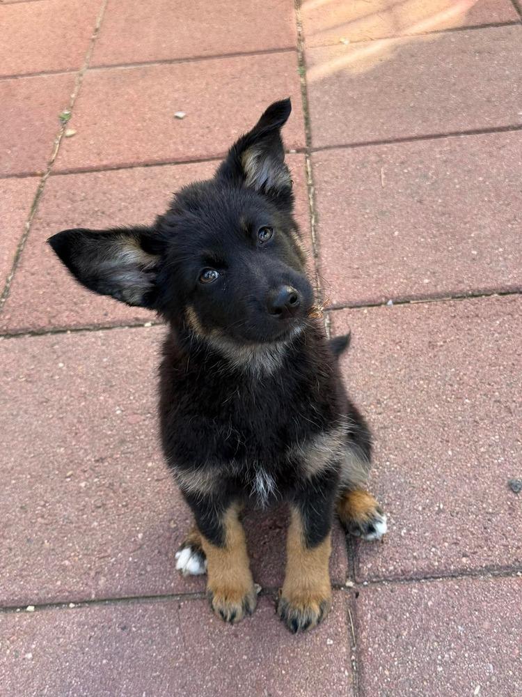 Enlarge Peeps, a Adoptable mixed breed in Parker, CO image 6/6
