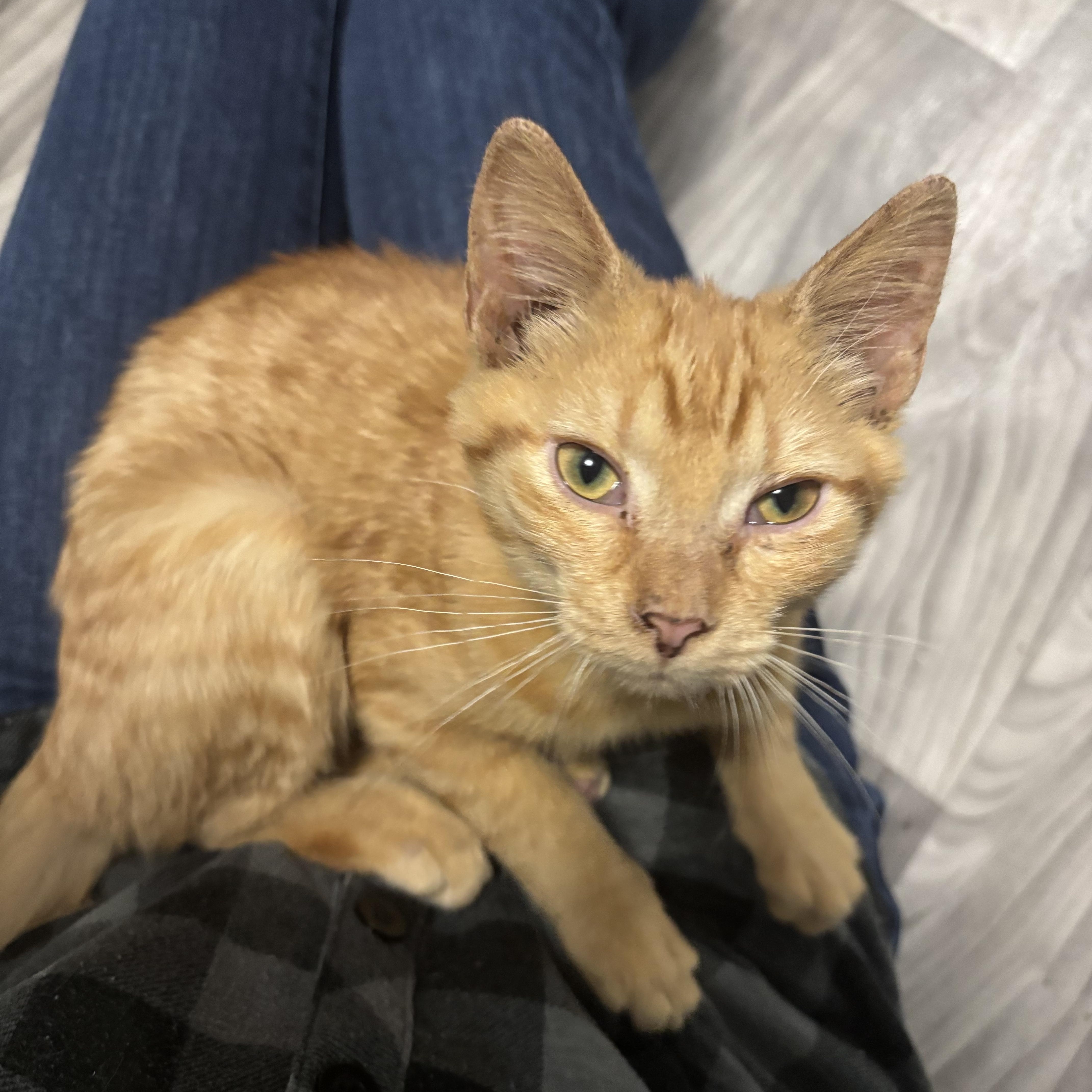 Enlarge Callie and Julia (Bonded Pair), an adopted Domestic Short Hair in Redmond, WA image 2/6