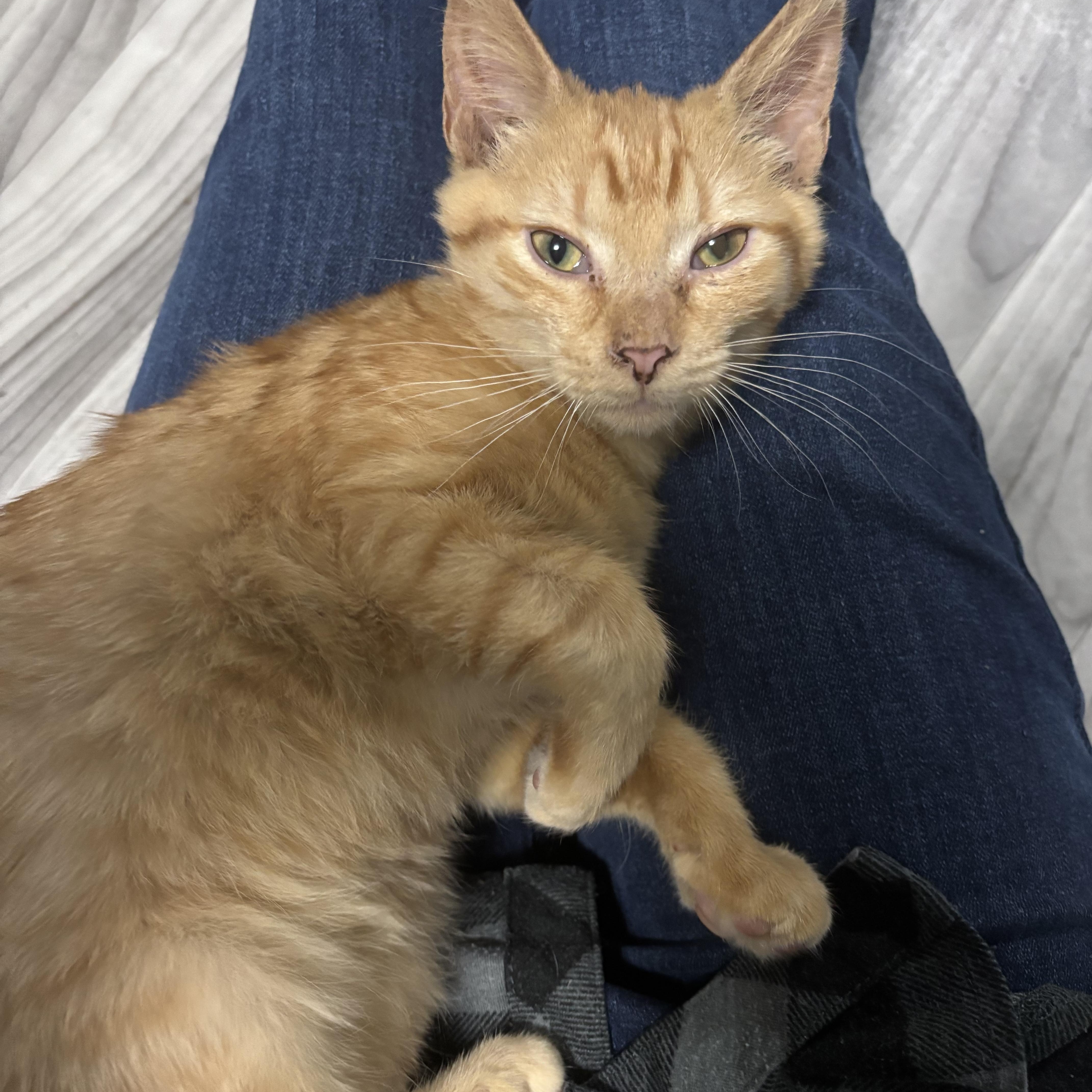 Enlarge Callie and Julia (Bonded Pair), an adopted Domestic Short Hair in Redmond, WA image 4/6