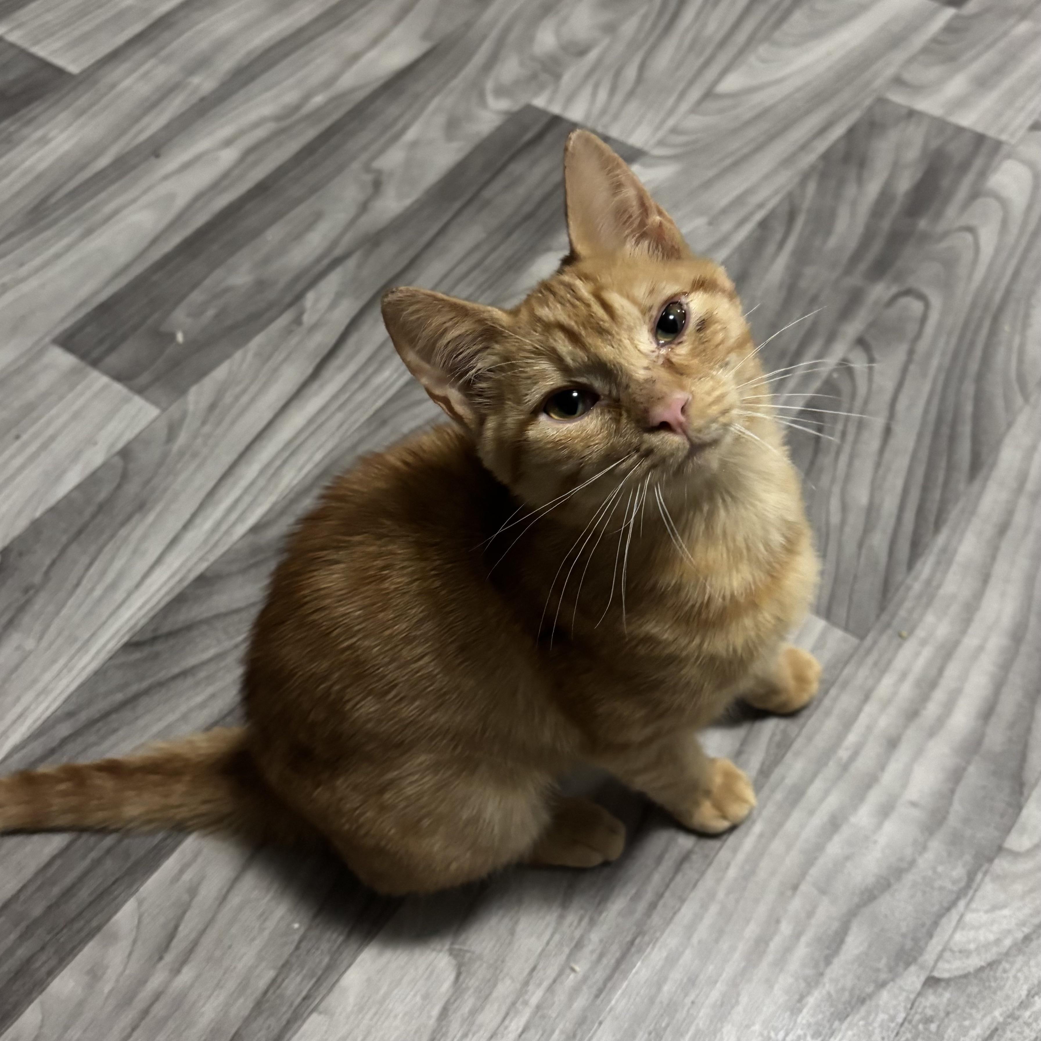 Enlarge Callie and Julia (Bonded Pair), an adopted Domestic Short Hair in Redmond, WA image 5/6