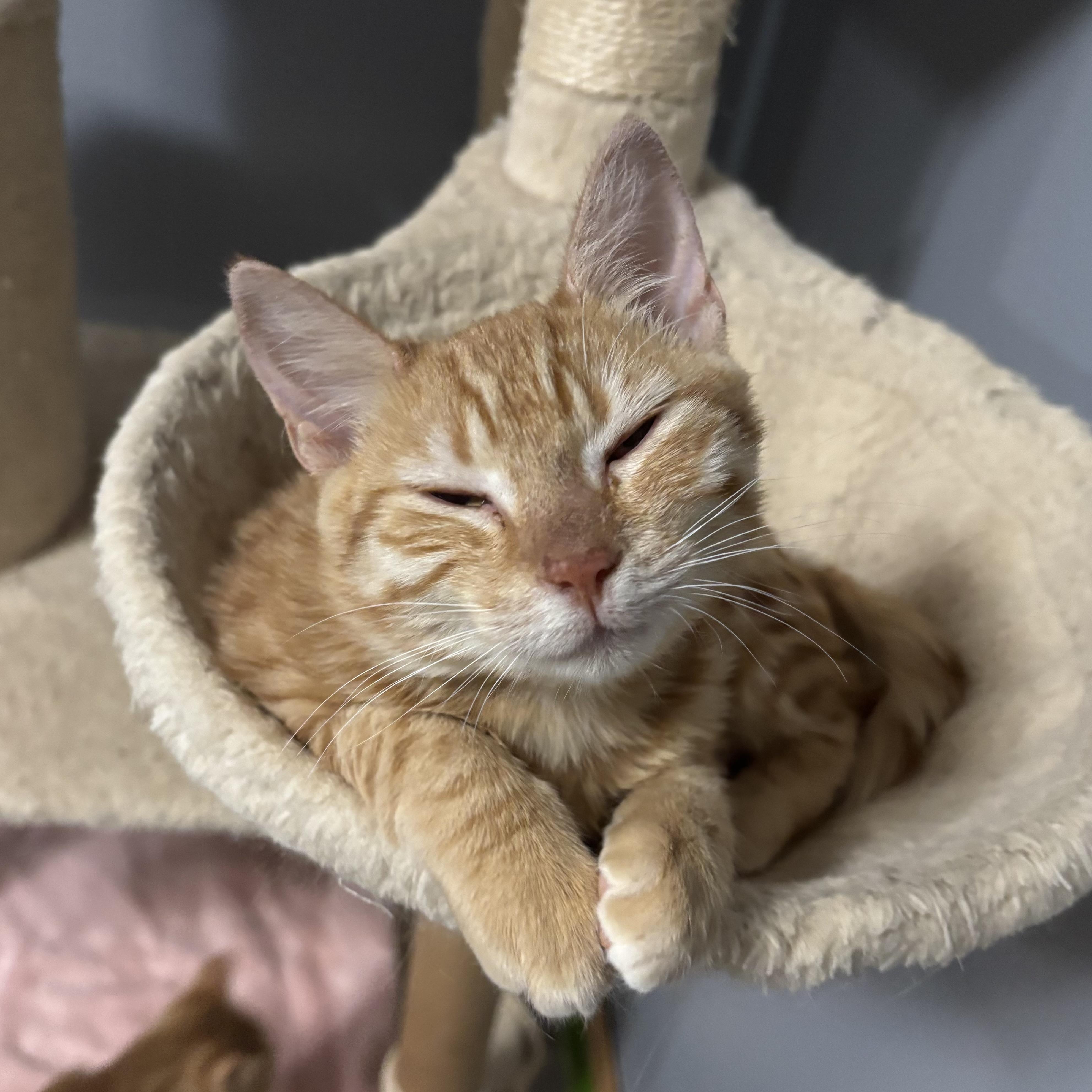 Callie and Julia (Bonded Pair), ADOPTABLE, Kitten Female Domestic Short Hair.