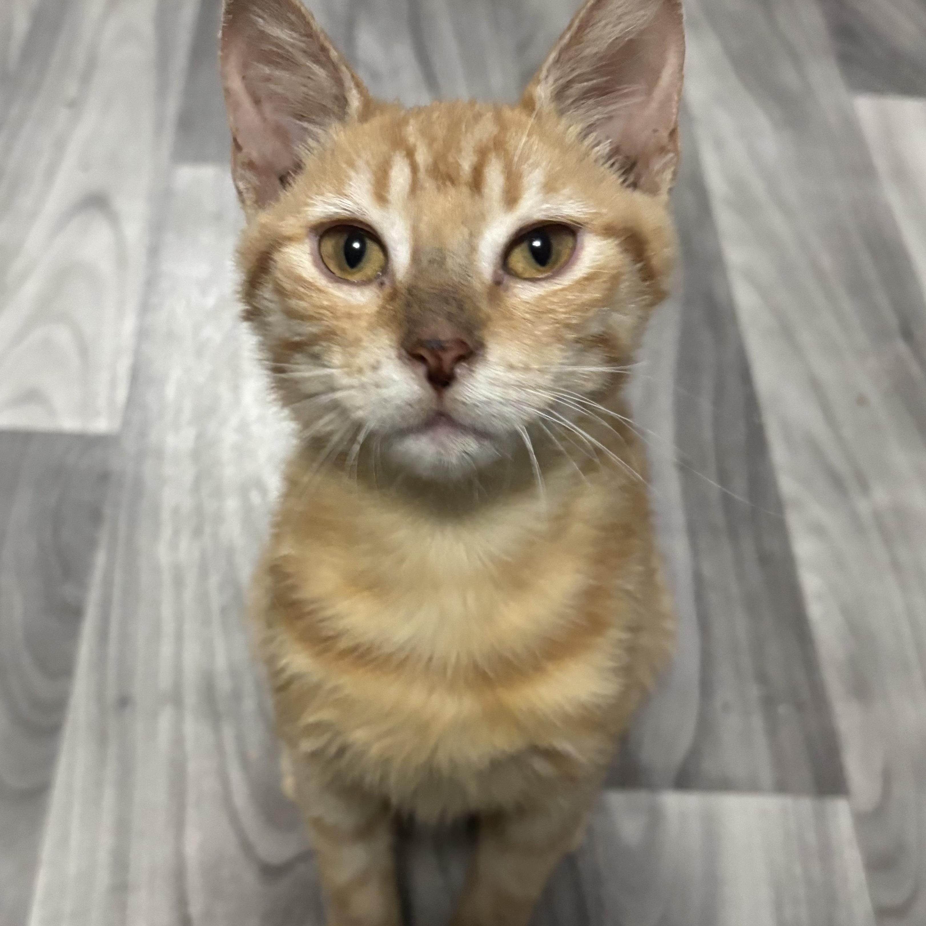 Enlarge Callie and Julia (Bonded Pair), an adopted Domestic Short Hair in Redmond, WA image 3/6