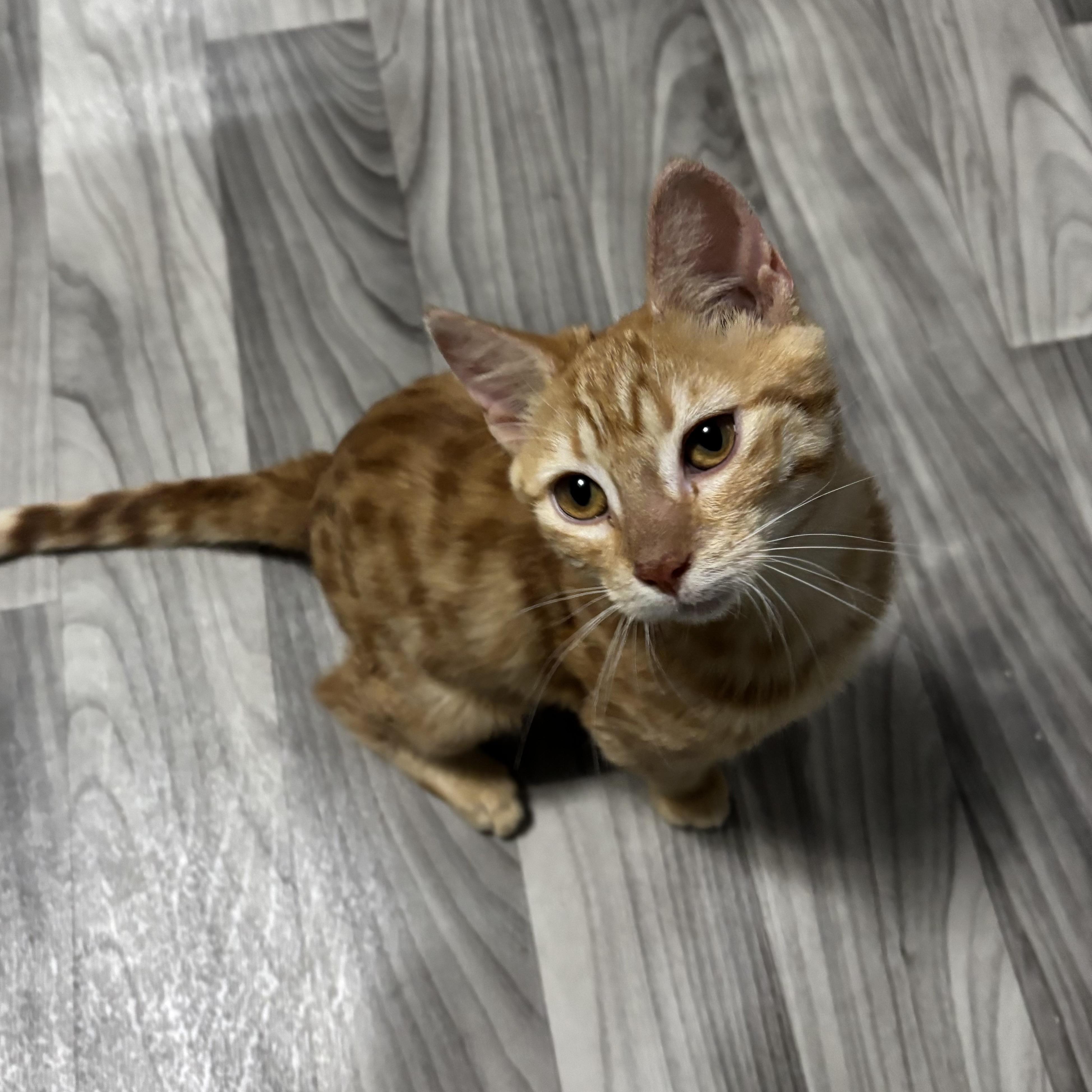 Enlarge Callie and Julia (Bonded Pair), an adopted Domestic Short Hair in Redmond, WA image 6/6