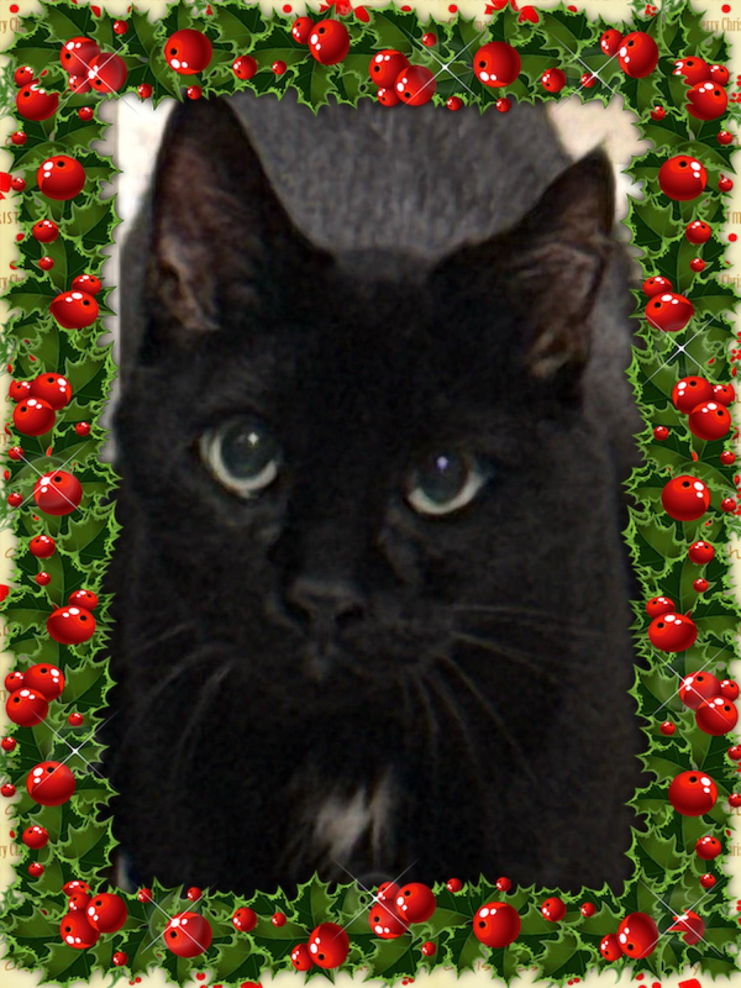 ELPHABA, Adoptable, Young Female Domestic Short Hair.