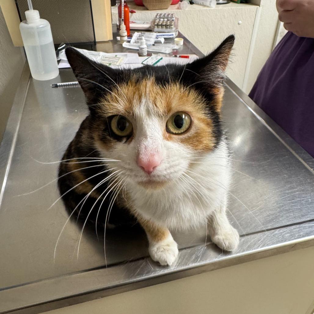 Enlarge Verizon Family Plan, a Adoptable Domestic Short Hair in Pekin, IL image 1/6