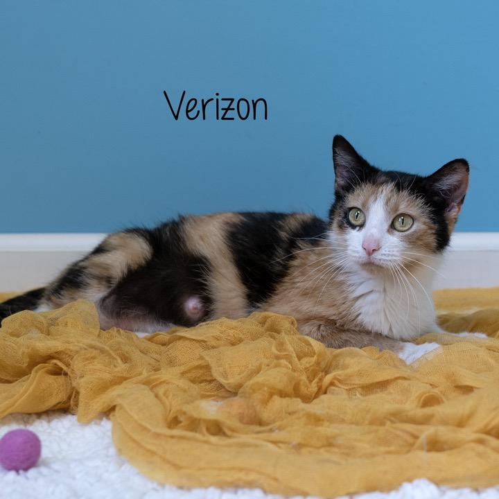 Enlarge Verizon Family Plan, a Adoptable Domestic Short Hair in Pekin, IL image 2/6