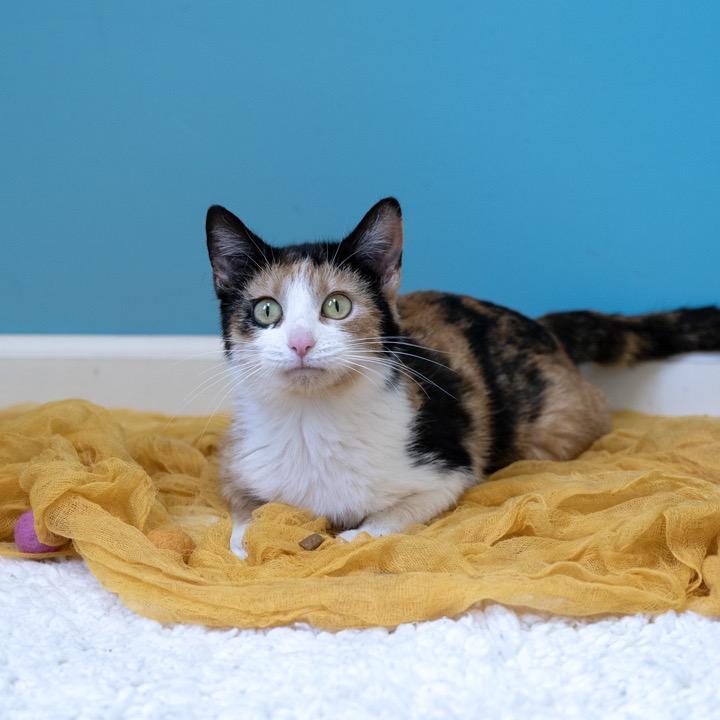 Enlarge Verizon Family Plan, a Adoptable Domestic Short Hair in Pekin, IL image 3/6