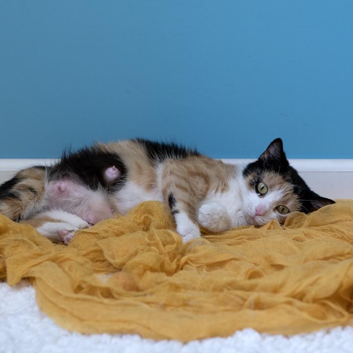 Enlarge Verizon Family Plan, a Adoptable Domestic Short Hair in Pekin, IL image 4/6