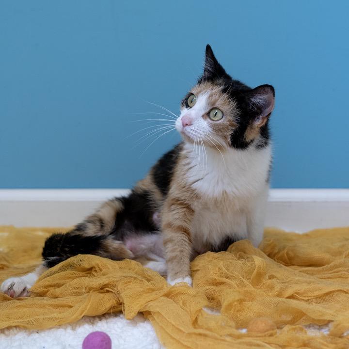 Enlarge Verizon Family Plan, a Adoptable Domestic Short Hair in Pekin, IL image 5/6