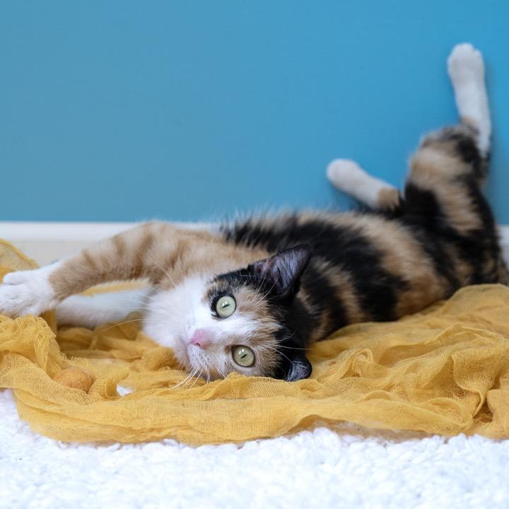 Enlarge Verizon Family Plan, a Adoptable Domestic Short Hair in Pekin, IL image 6/6