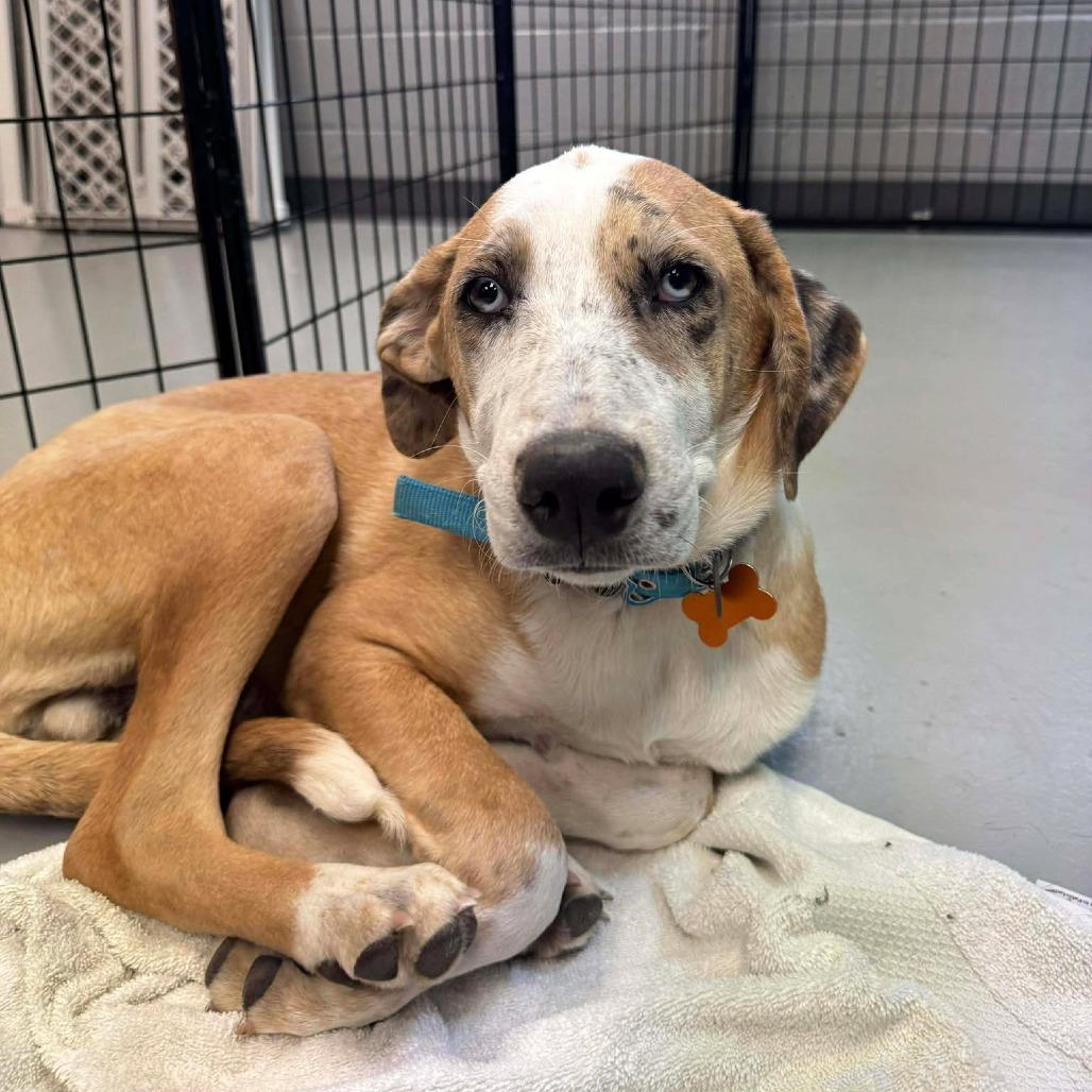 Dormilon (Sleepy), Adoptable, Young Male Mixed Breed.