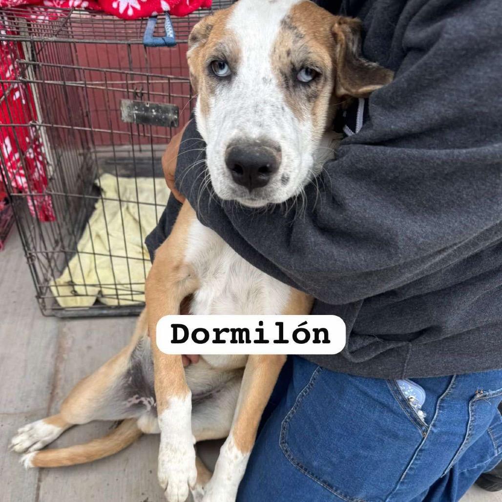 Dormilon (Sleepy), a Adoptable Mixed Breed in Bend, OR image 2/3