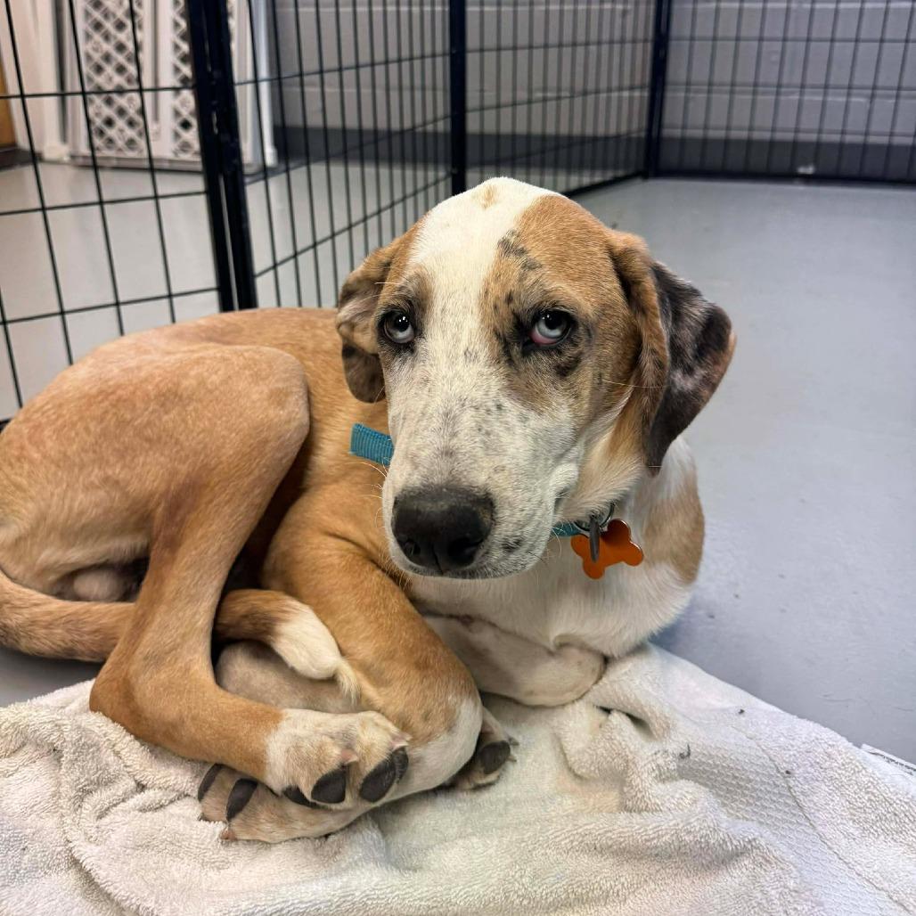 Dormilon (Sleepy), a Adoptable Mixed Breed in Bend, OR image 3/3